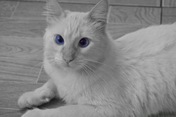 White cat with big eyes