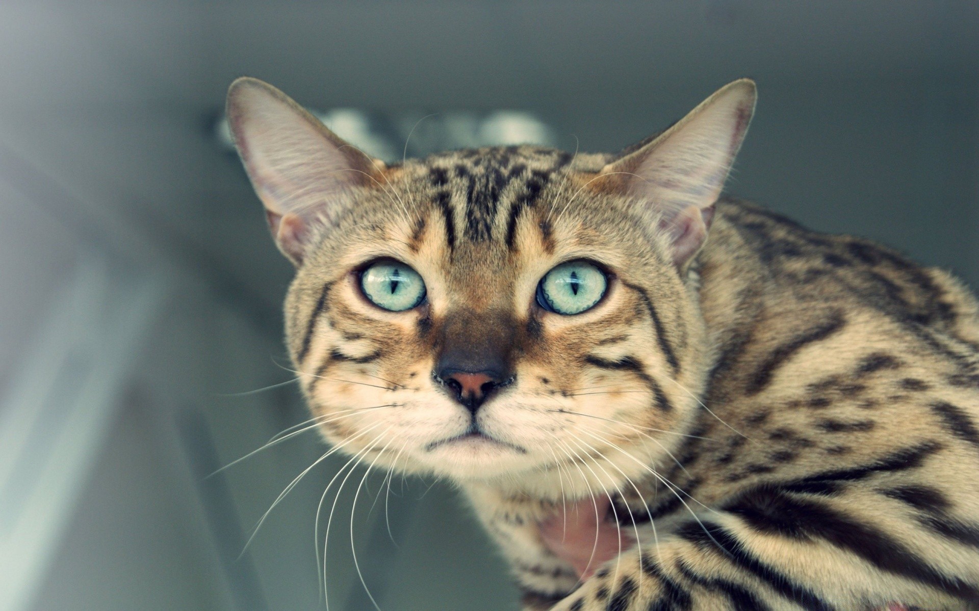 cats cat mammal animal portrait pet fur cute eye tiger wildlife kitten predator looking stripe staring nature one domestic young