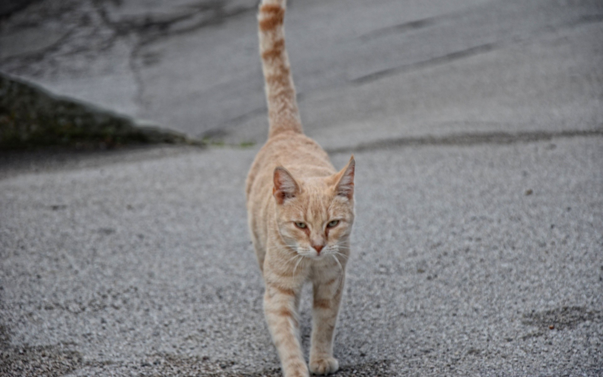cats cat cute portrait animal nature outdoors grey one little young looking