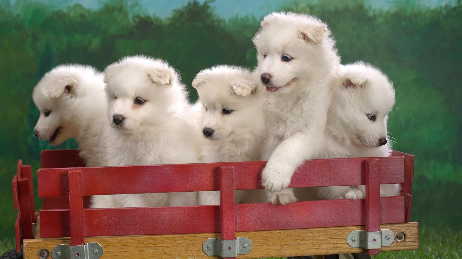 dogs mammal dog canine cute pet puppy domestic fur portrait two animal breed downy