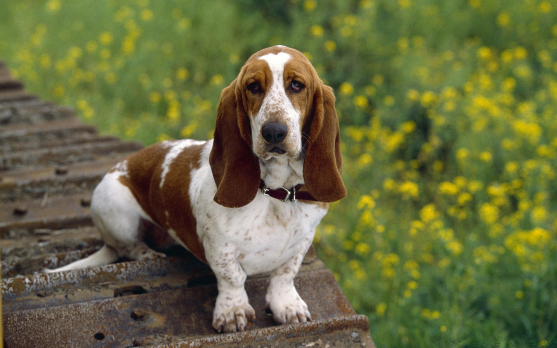 dogs mammal dog canine grass cute hayfield pet field puppy little animal outdoors