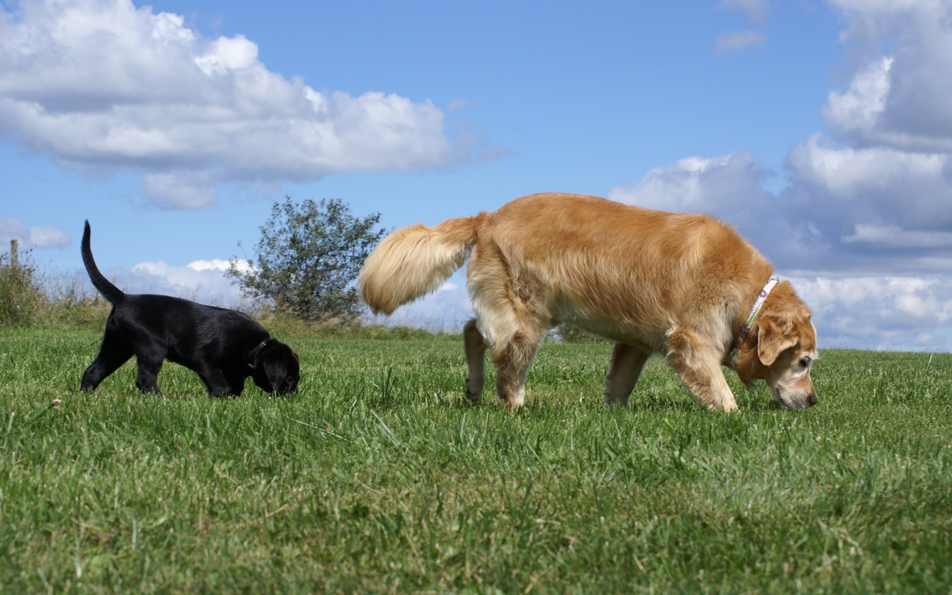dogs mammal grass animal hayfield cattle field dog farm livestock breed domestic grassland pet canine agriculture cow