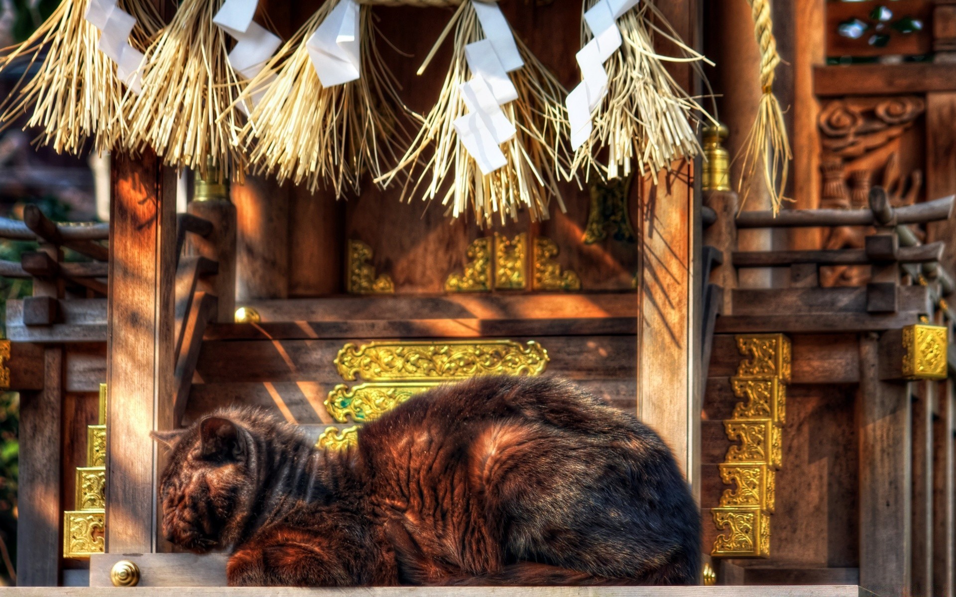 cats wood house wooden traditional architecture old family indoors