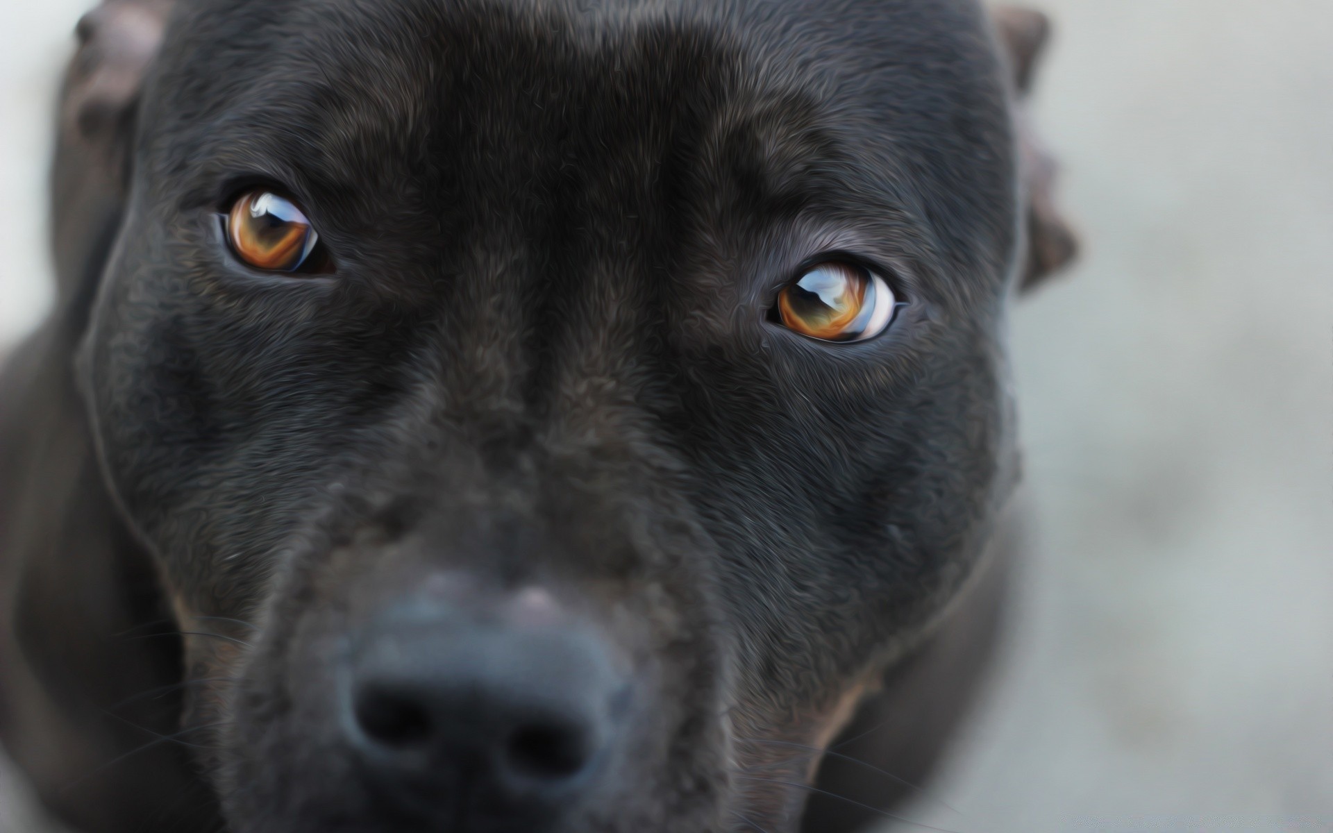 dogs dog portrait pet cute canine mammal animal eye puppy one looking studio little funny loyalty adorable fur