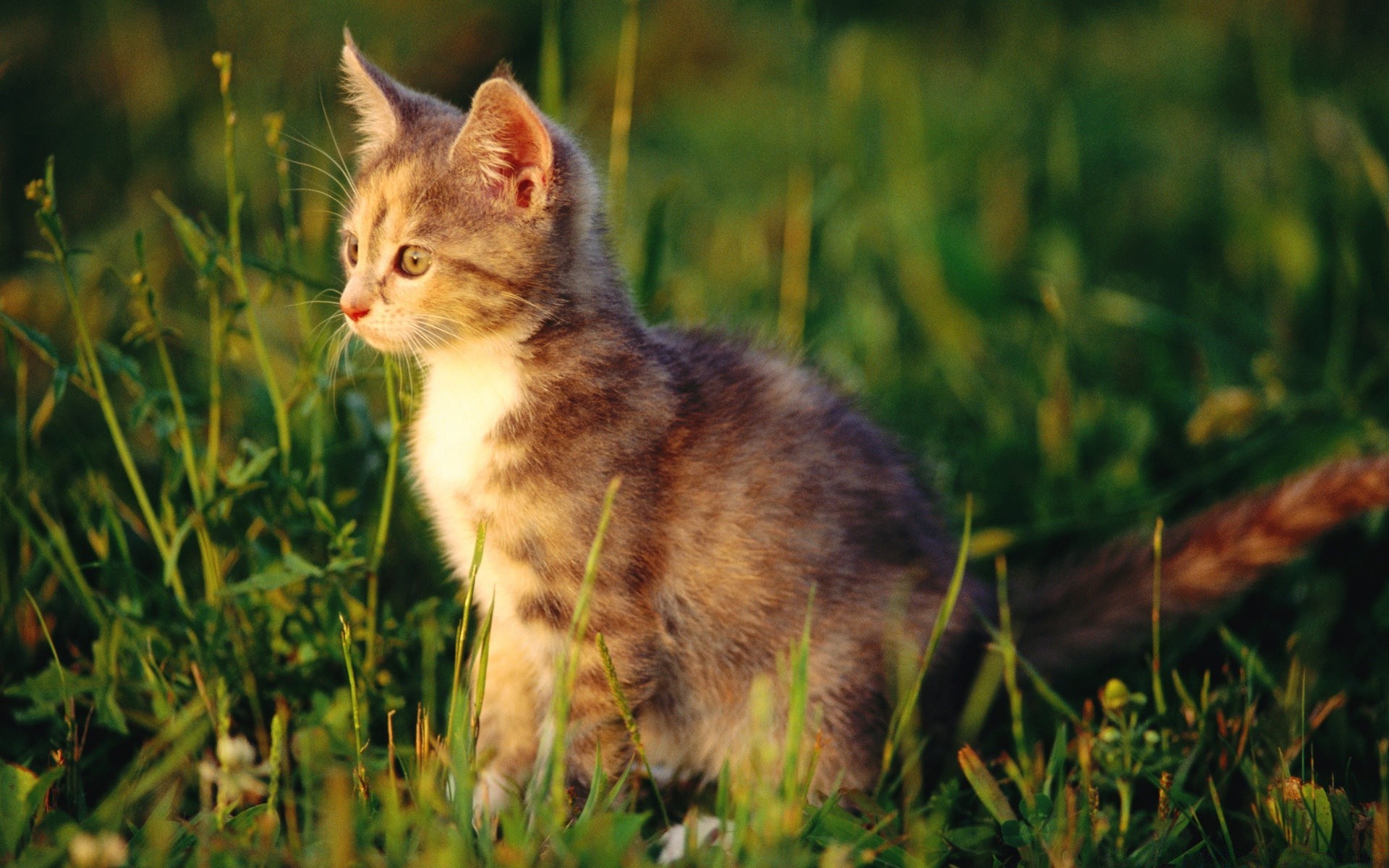 cats cat cute grass animal mammal nature pet fur kitten young eye little portrait domestic