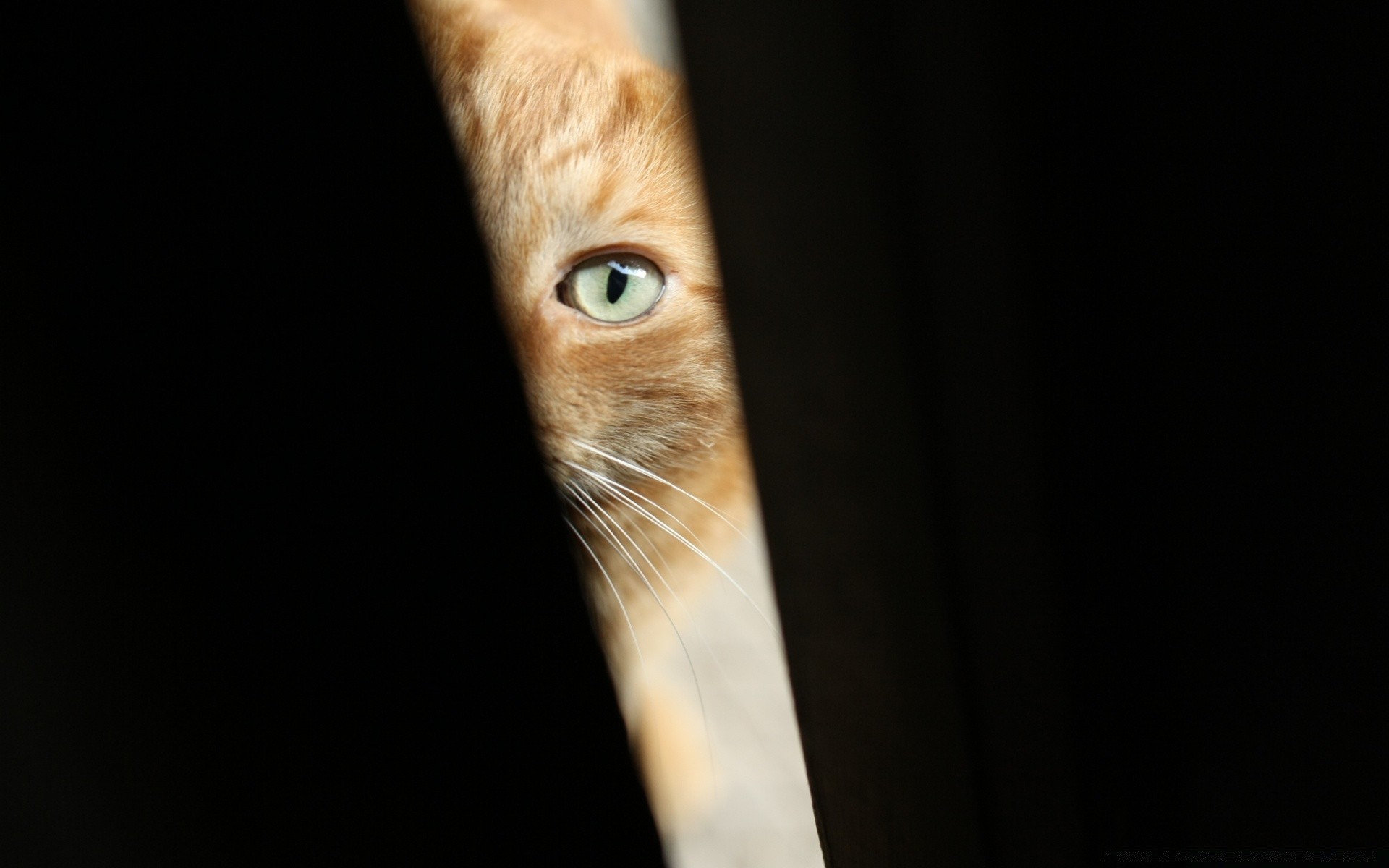 cats cat portrait animal mammal eye pet cute one