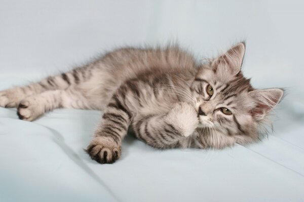 Fluffy grey kitten washes up
