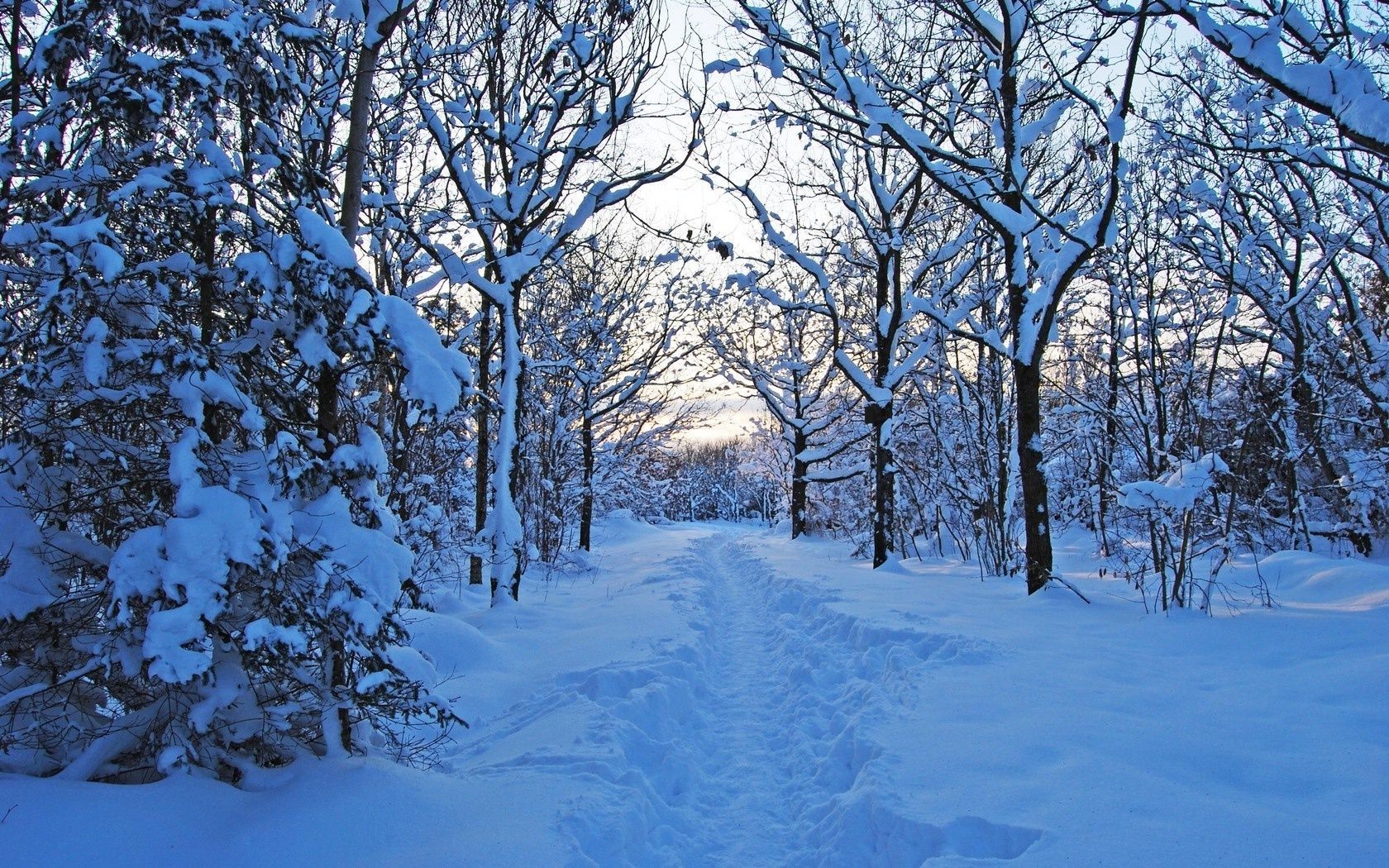 winter snow cold tree frost season landscape wood branch weather ice frozen scenic scene nature snow-white frosty fair weather scenery