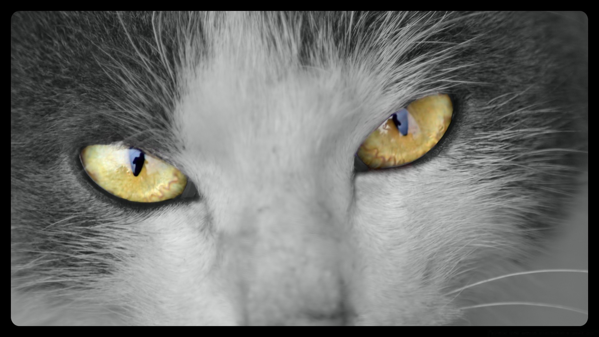 cats cat portrait eye face animal bird grey nature kitten solo looking staring