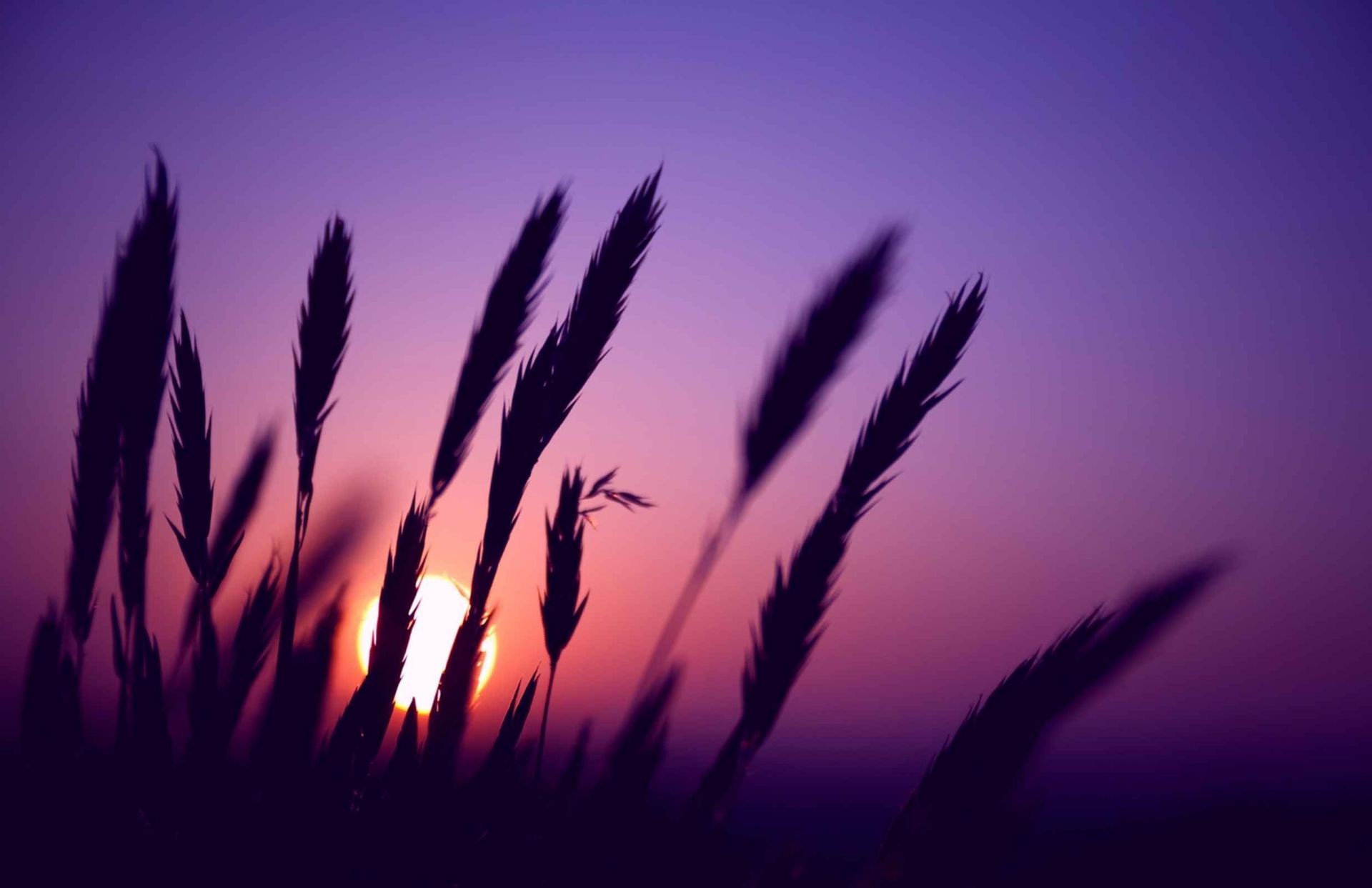 plants silhouette sun light nature landscape sky sunset backlit growth summer dawn