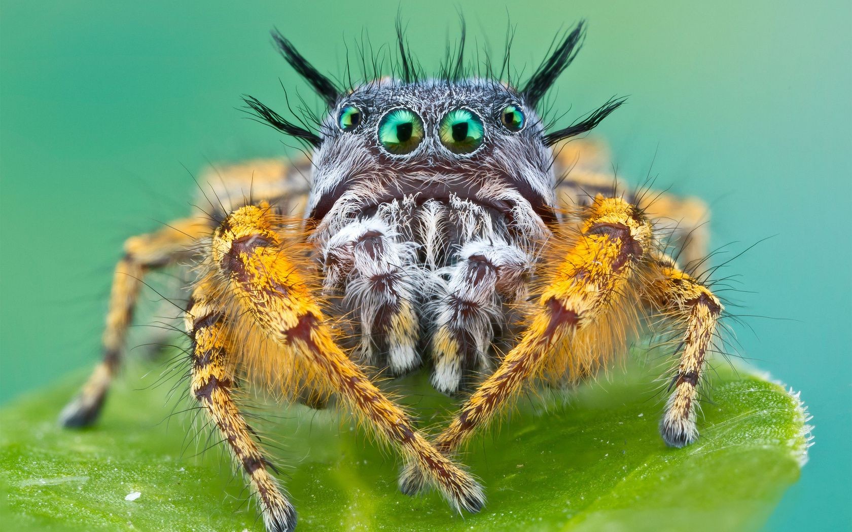 insects spider insect nature arachnid animal hairy wildlife creepy wild fear scary close-up spiderweb danger head close phobia cobweb