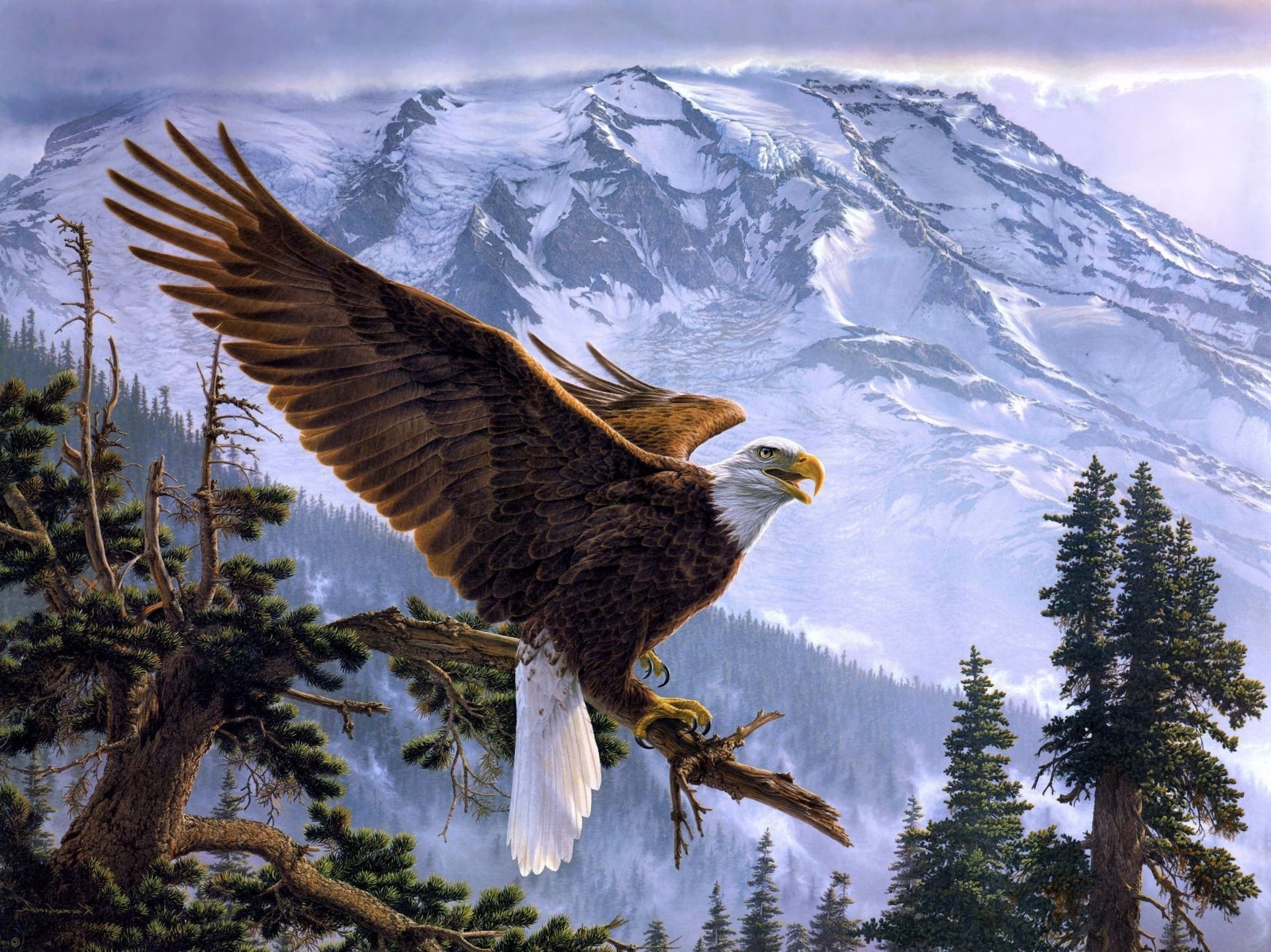 animals raptor eagle bird snow nature outdoors wildlife bald eagle winter sky wild hawk