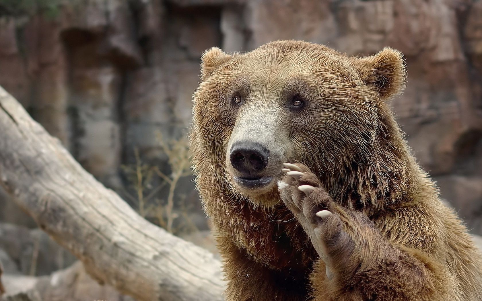 bears mammal wildlife nature fur animal wild outdoors zoo predator wood