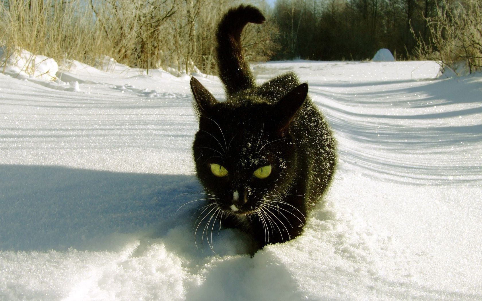 cats snow winter cat cold nature frost outdoors pet portrait frozen one