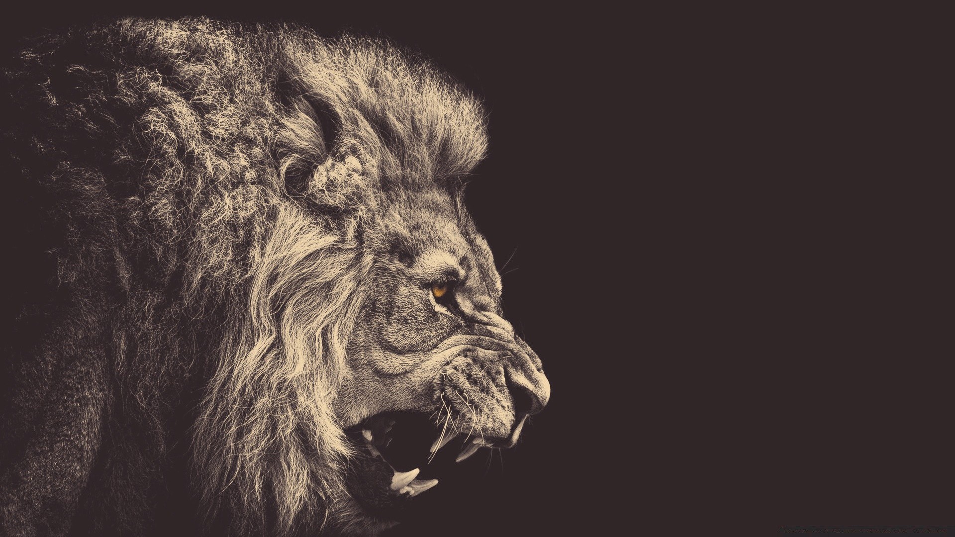 creative mammal portrait animal lion monochrome wildlife cat one