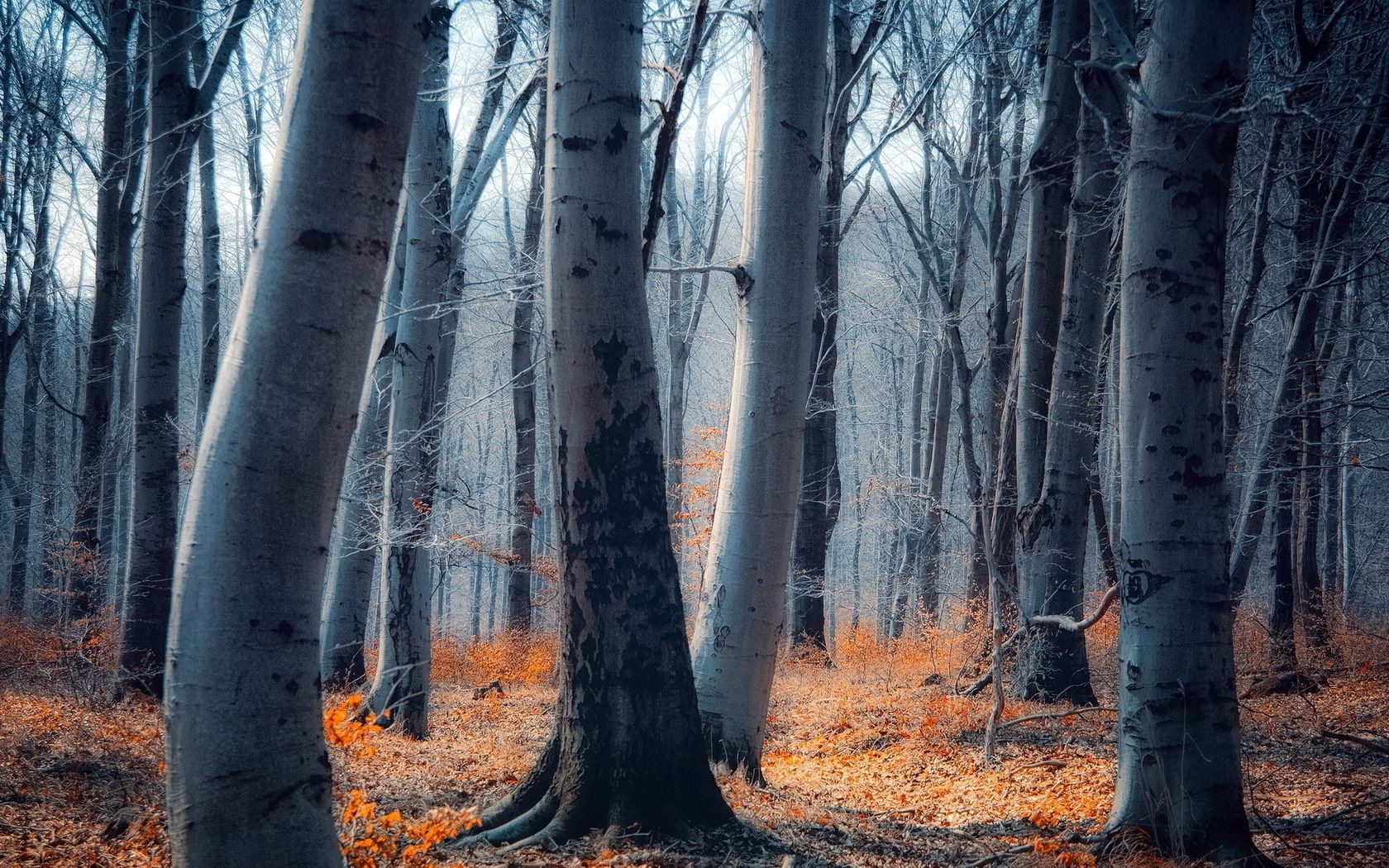 trees wood tree nature park landscape fall leaf season outdoors trunk branch fair weather scenic environment dawn bark winter fog scenery