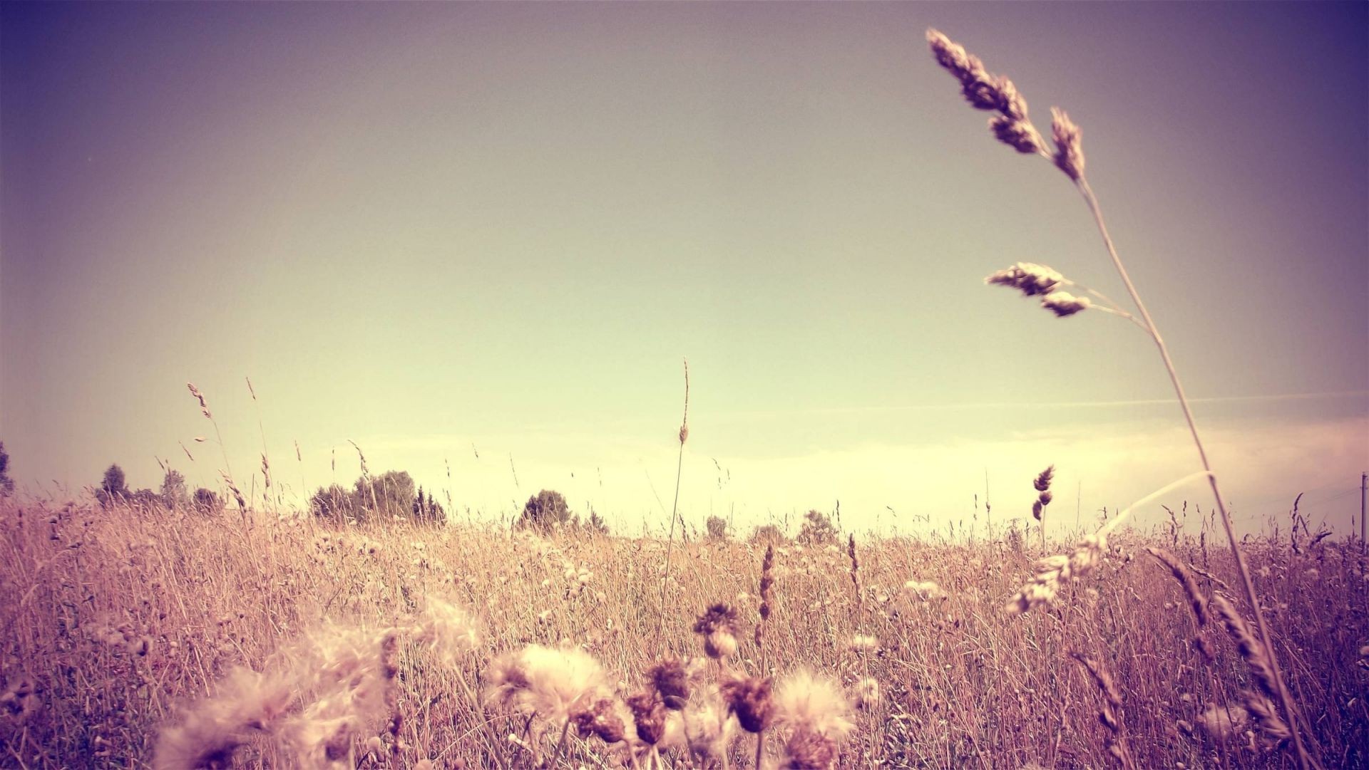 grass landscape sunset sky dawn nature sun field outdoors fair weather summer light tree evening silhouette dusk color fall rural