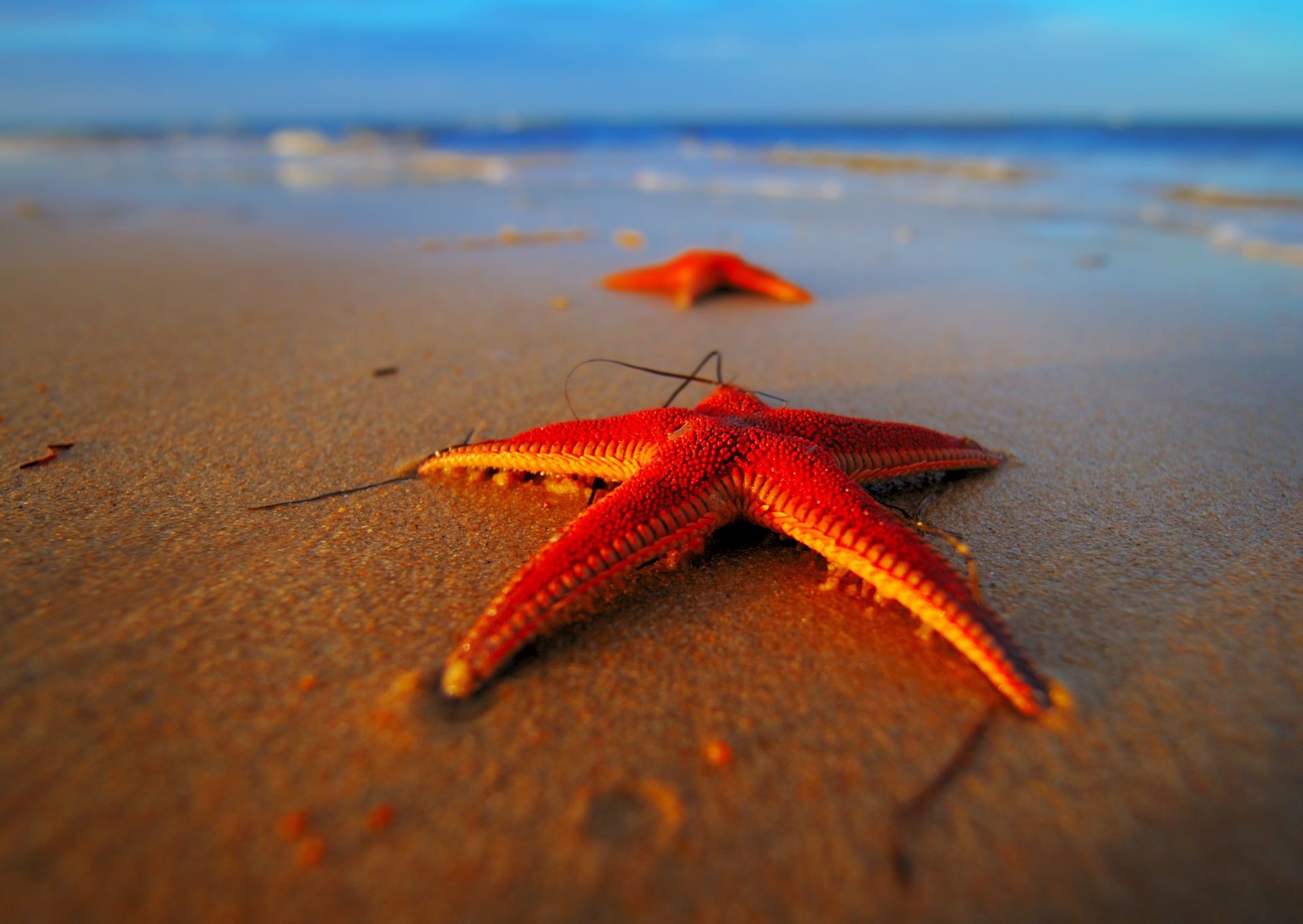 macro beach sand ocean seashore sea water starfish sun vacation travel summer nature