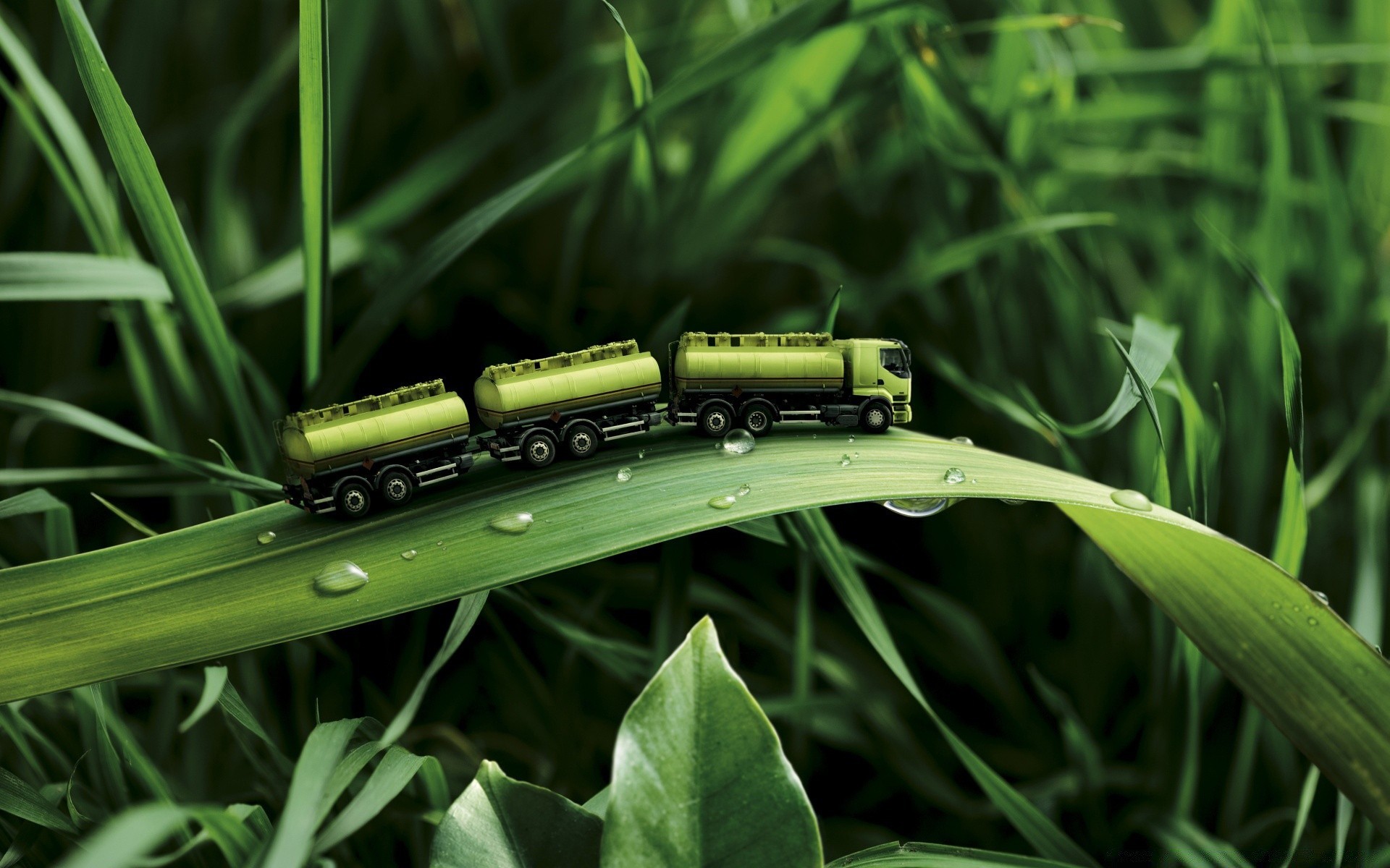 creative grass leaf flora nature garden growth environment summer outdoors blade dew field close-up rain desktop freshness season lawn
