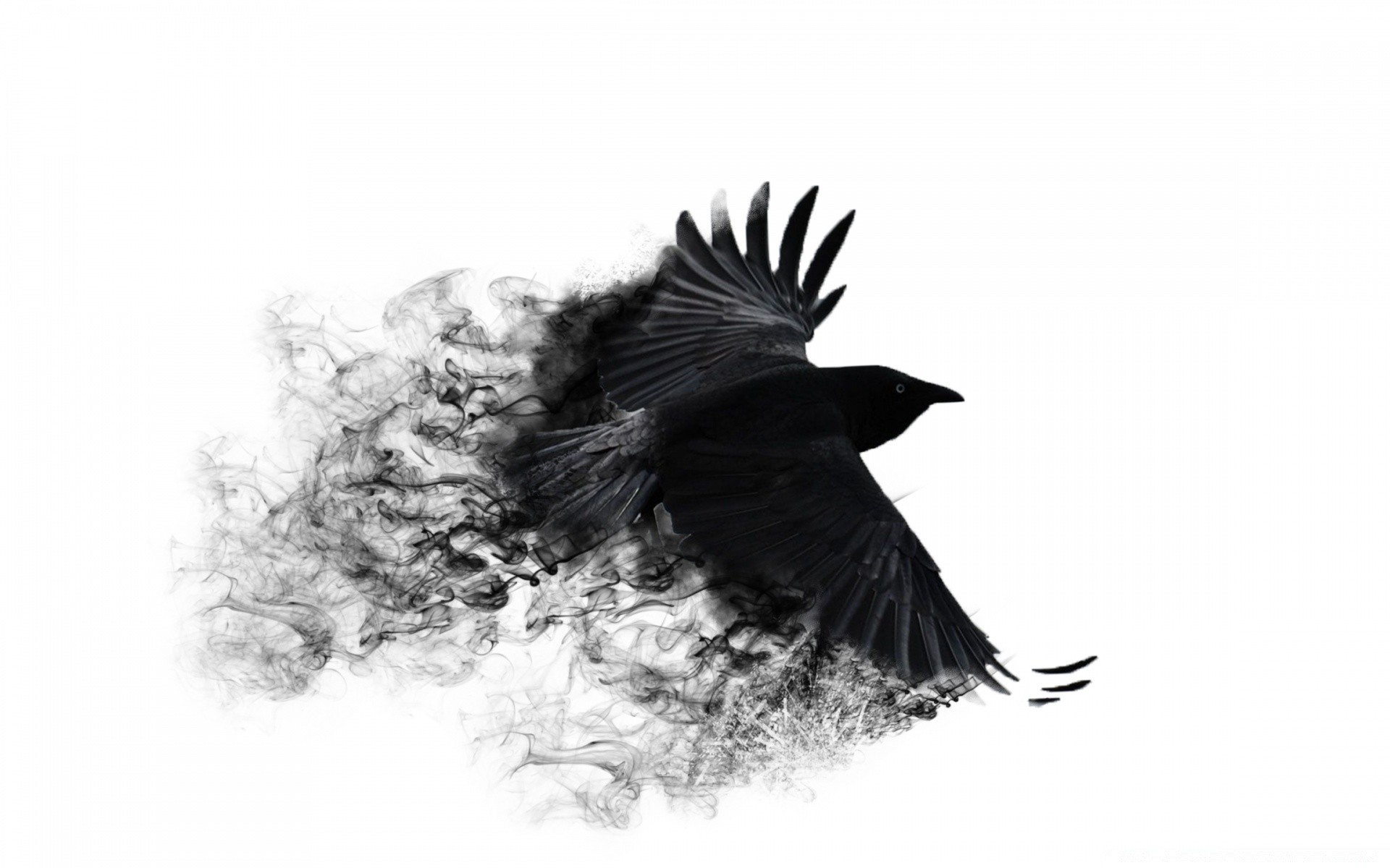 creative bird feather crow wildlife nature blackbird raven animal wing ornithology one