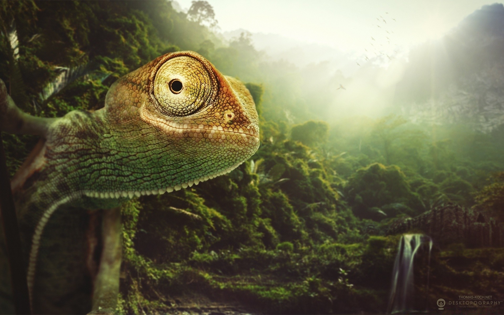 creative underwater nature reptile tropical water animal wildlife fish ocean environment