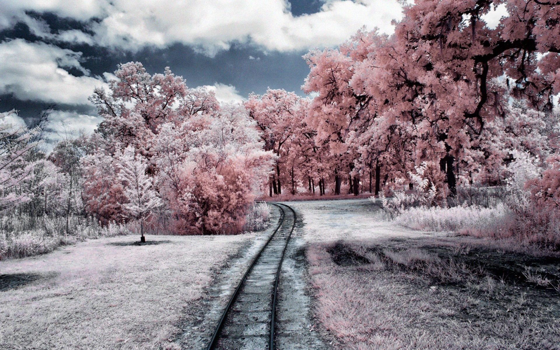 creative tree road landscape season guidance park nature wood branch sky winter travel scenery scenic infrared