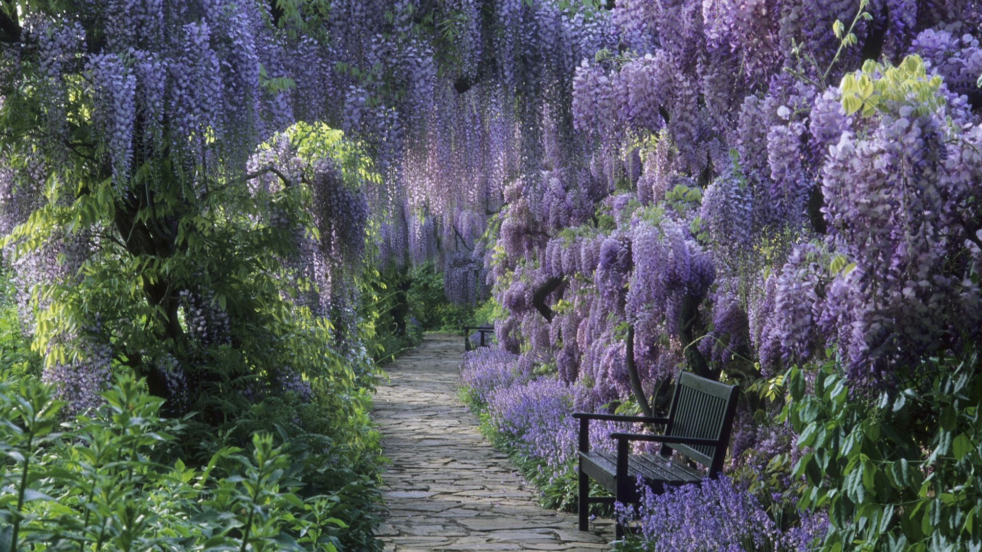 flowers flower nature flora tree landscape garden season park outdoors leaf summer blooming wood scenic color shrub growth lavender rural