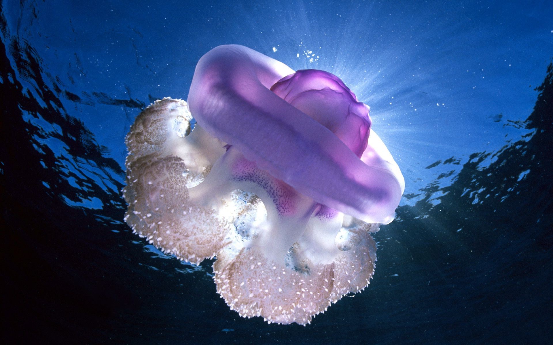 jellyfish underwater water ocean sea fish nature light aquarium swimming desktop diving color reef
