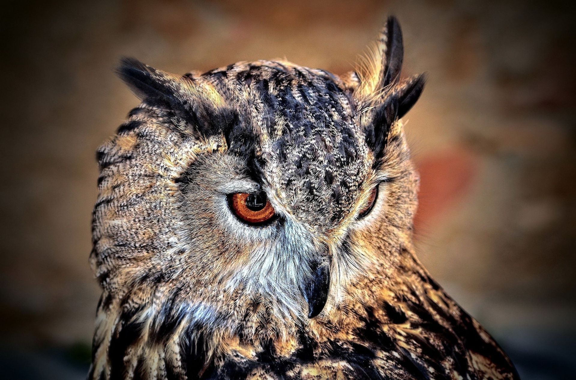 animals wildlife owl raptor predator nature animal bird portrait wild prey mammal hunter outdoors eye staring looking carnivore nocturnal