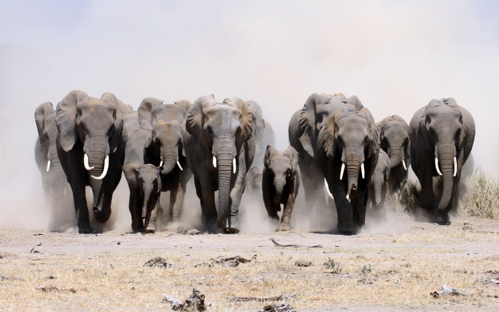 elephants mammal elephant wildlife animal herd nature travel outdoors safari trunk wild ivory