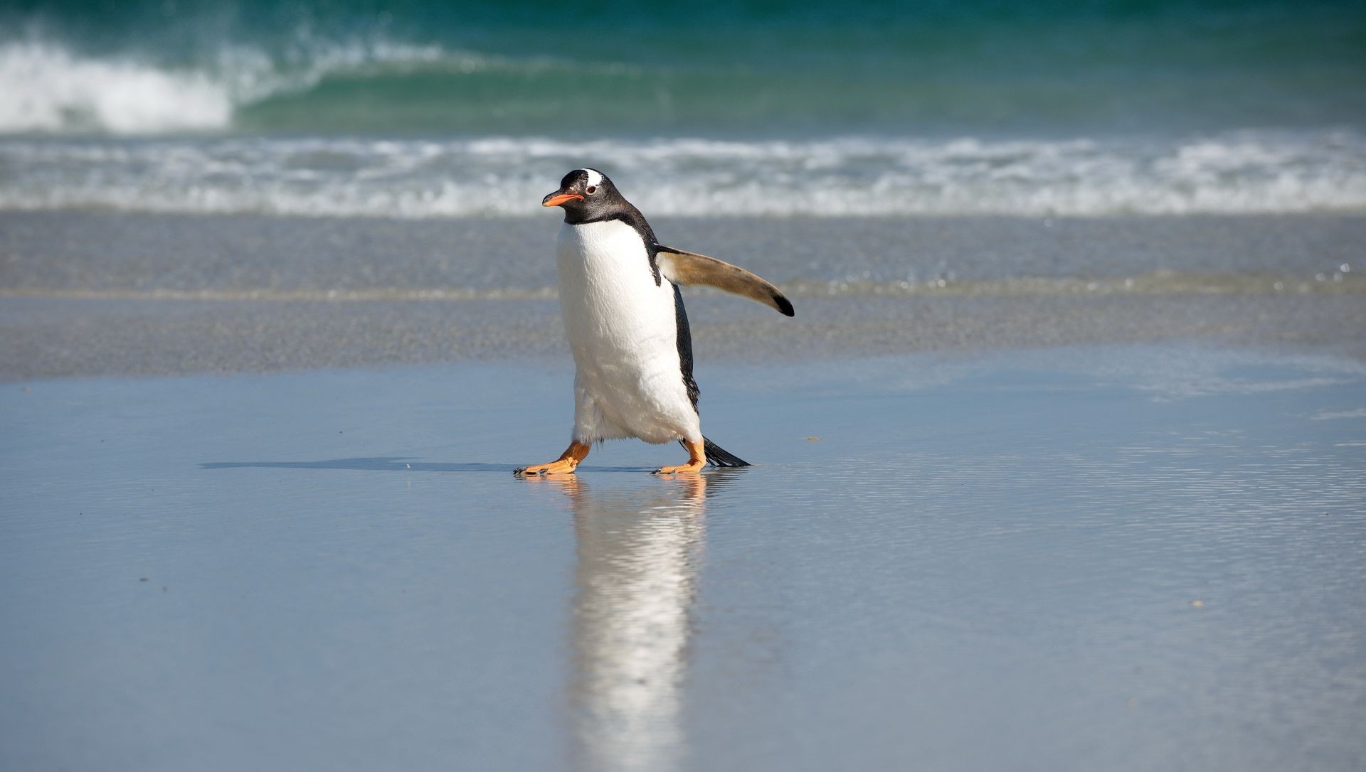 animals bird water beach snow sea winter one wildlife outdoors seashore action ocean daylight side view travel