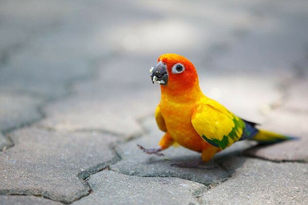 A small bright parrot on a gray tile background