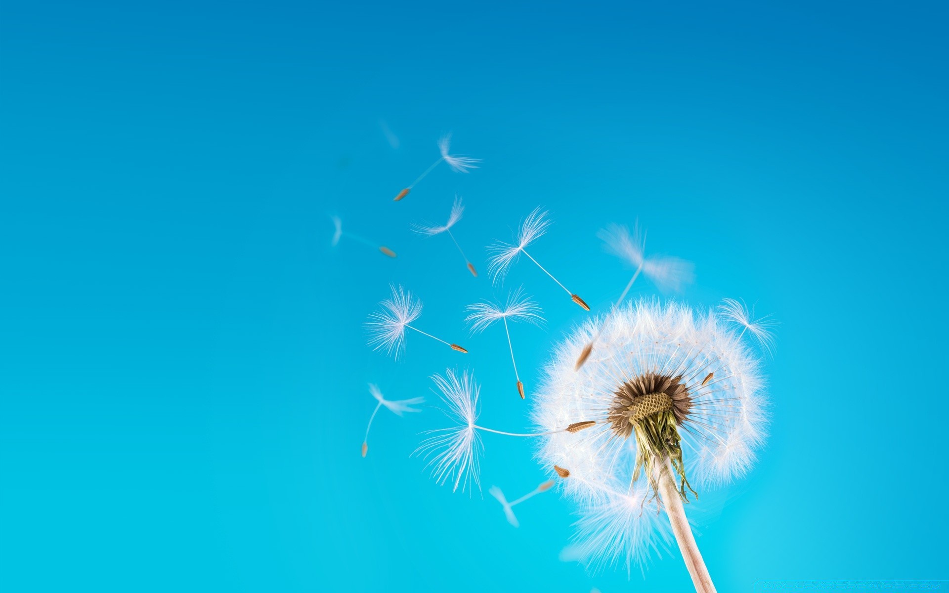 creative dandelion downy sky nature wind summer outdoors softness freedom bright fair weather