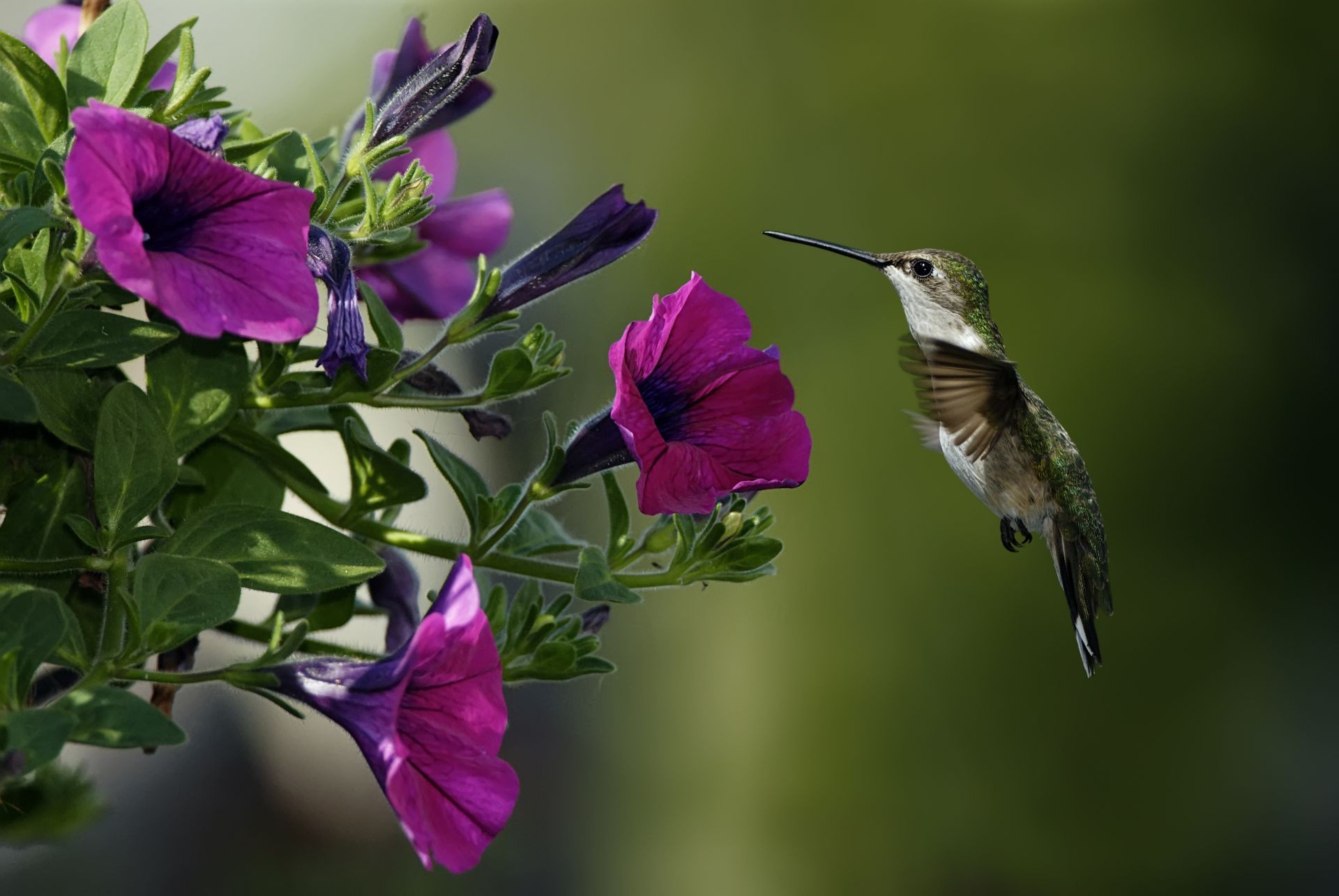 animals flower nature garden flora leaf summer outdoors color close-up blooming