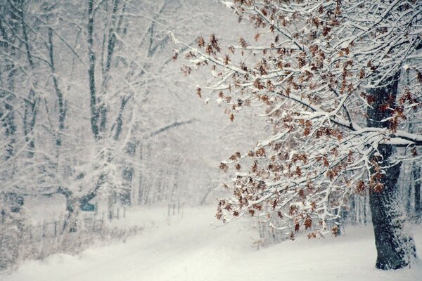Trees on snow in cold winter