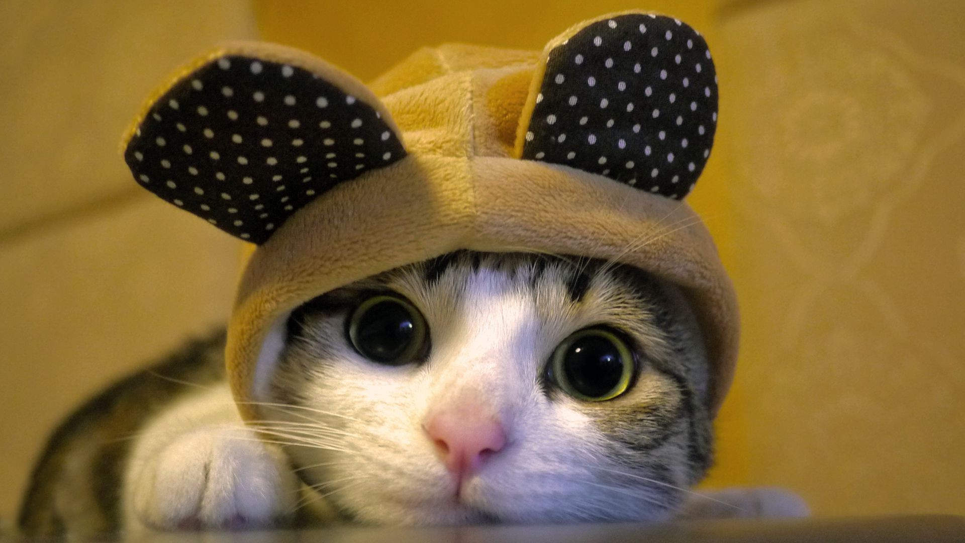 cats cute portrait eye pet mammal funny one cat animal little looking