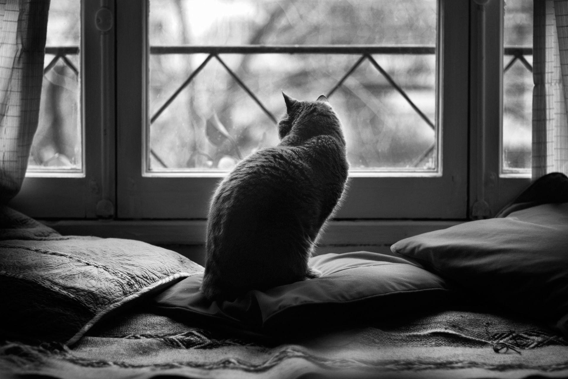 cats window bed sleep monochrome bedroom family cat furniture room indoors dawn