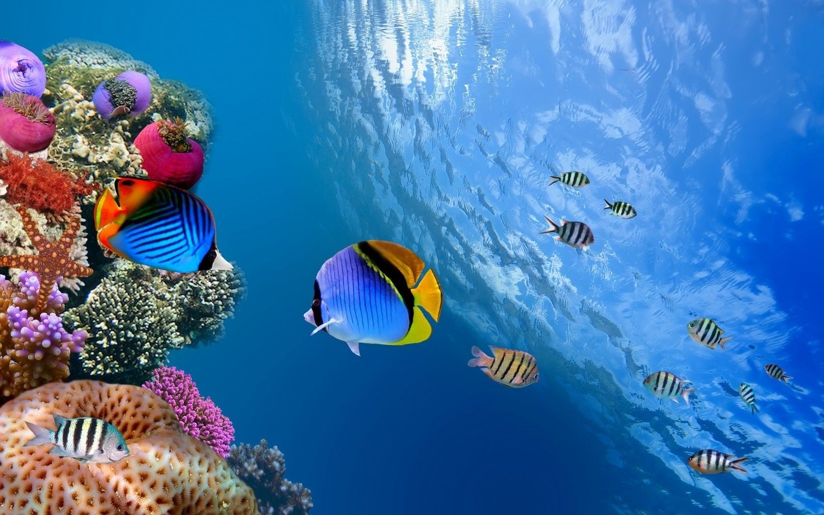animals underwater fish coral reef ocean tropical water aquarium diving sea swimming deep marine nature submarine snorkeling invertebrate wildlife depth