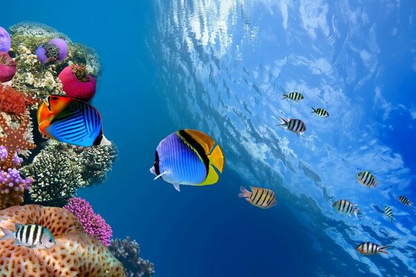 Bright fish. Underwater world