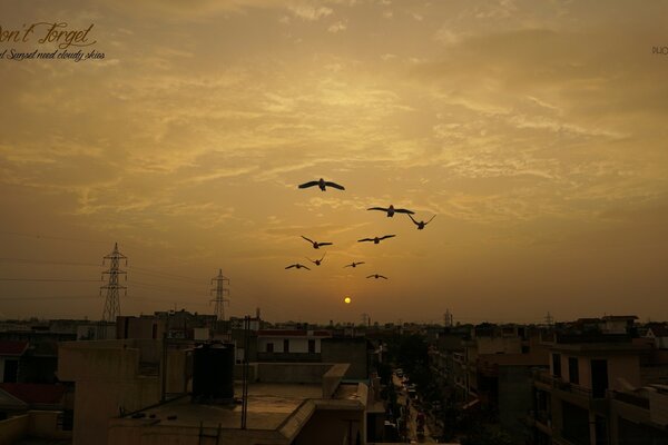 Birds fly into the yellow sky over an ordinary city