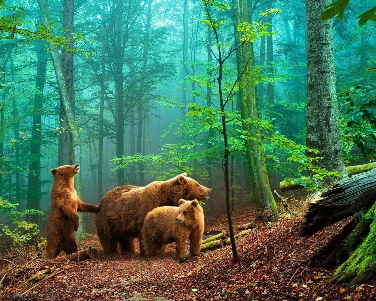 bears wood mammal nature park tree outdoors wildlife travel wild daylight landscape two