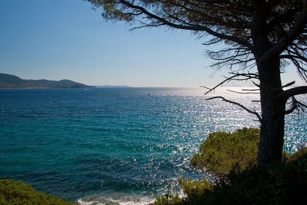 A tree on the shore of the azure sea
