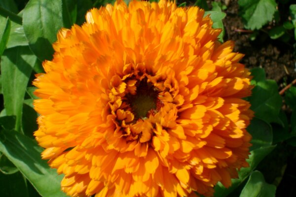 The flower of terry calendula...