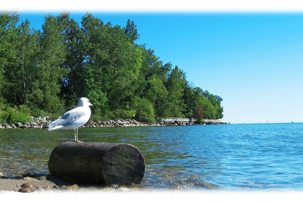 Bird mammal seagull nature