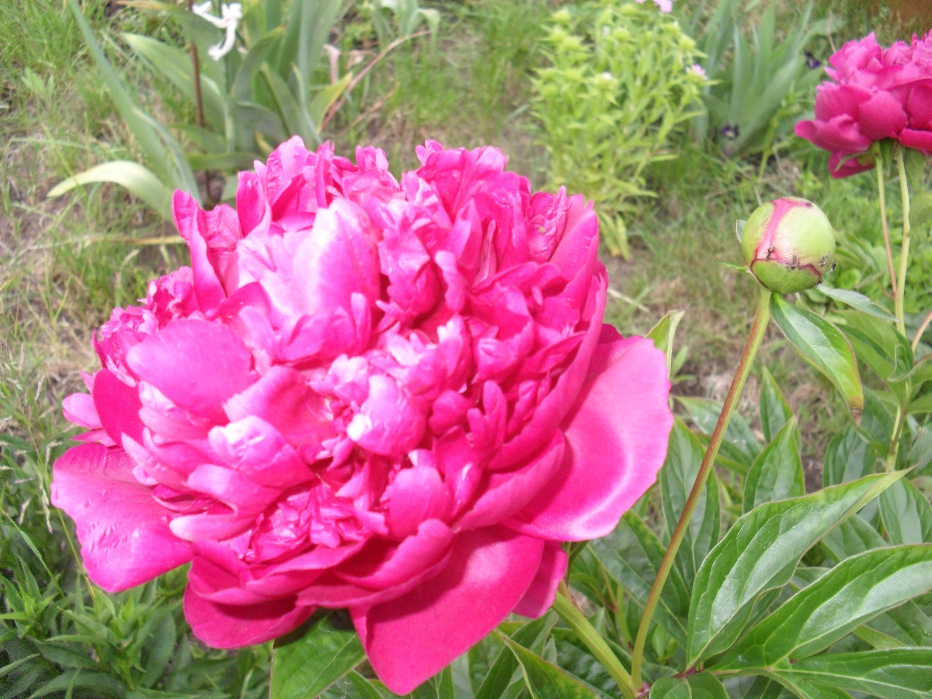 flowers nature garden flower flora summer leaf blooming peony color floral grass beautiful bright petal park season shrub field close-up