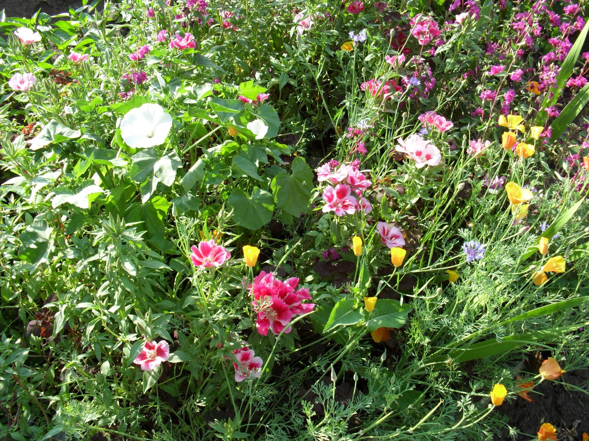 flowers flower flora garden nature blooming summer floral petal leaf field grass hayfield season color growth bright fair weather lawn bud outdoors