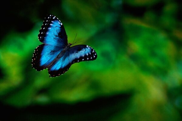 Photo of a blue butterfly on a green