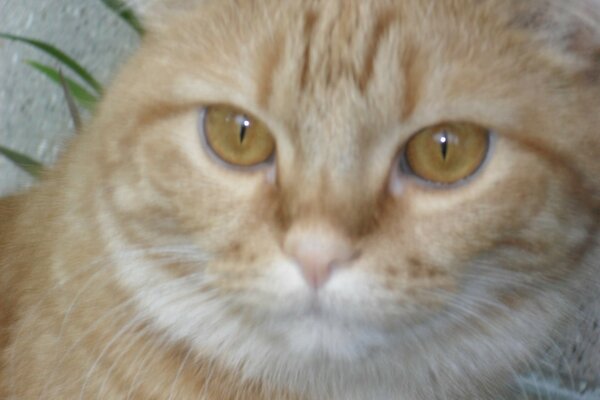 Red handsome smart cat