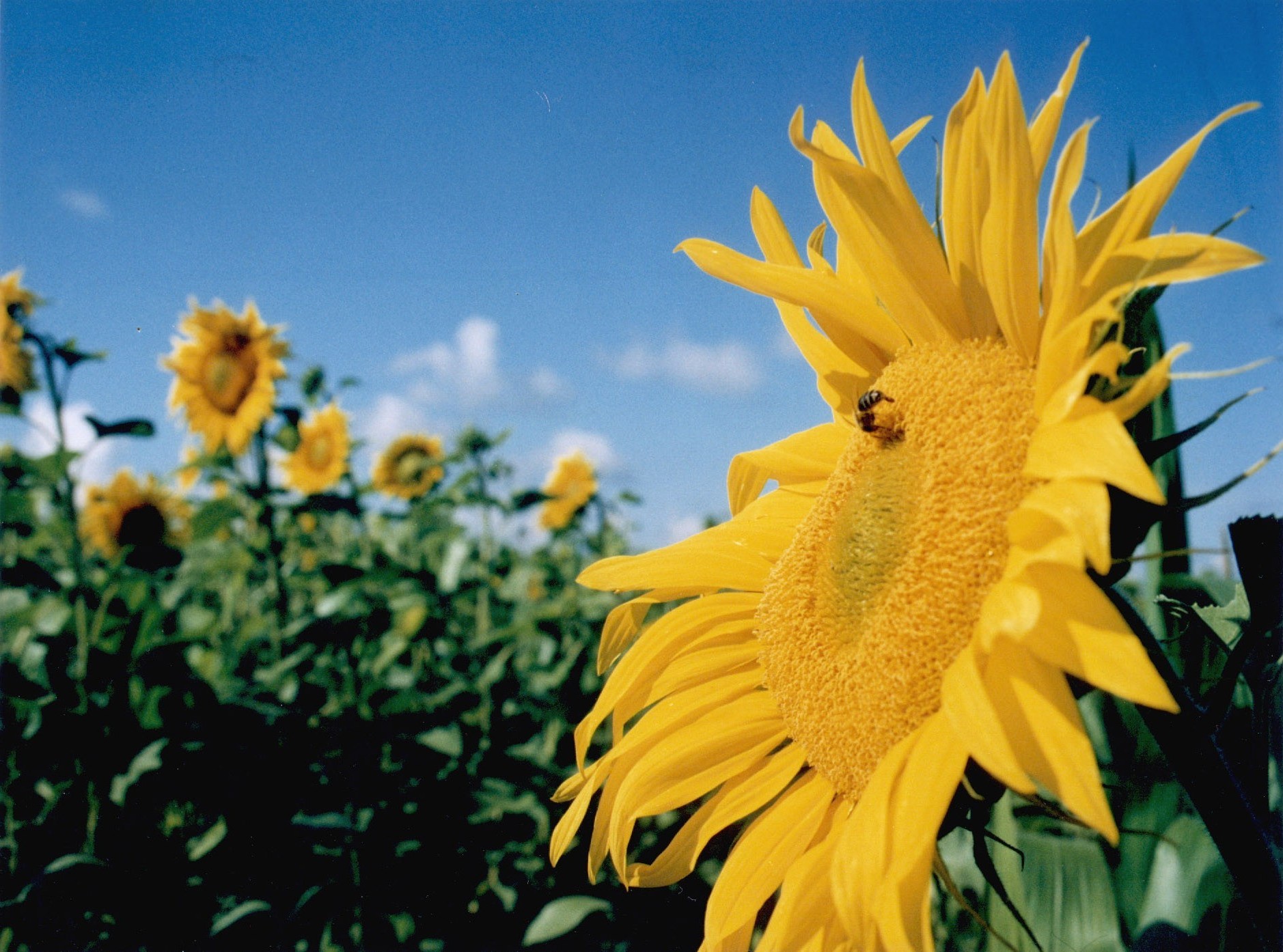 flowers nature summer flower flora sunflower growth bright fair weather leaf outdoors sun garden field rural color agriculture hayfield vibrant sunny