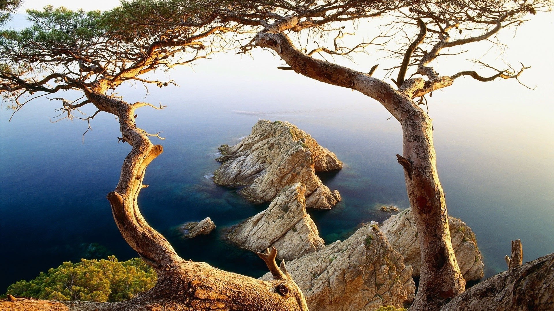 rocks boulders and stones tree nature water landscape wood sky outdoors travel root environment park seashore rock dawn